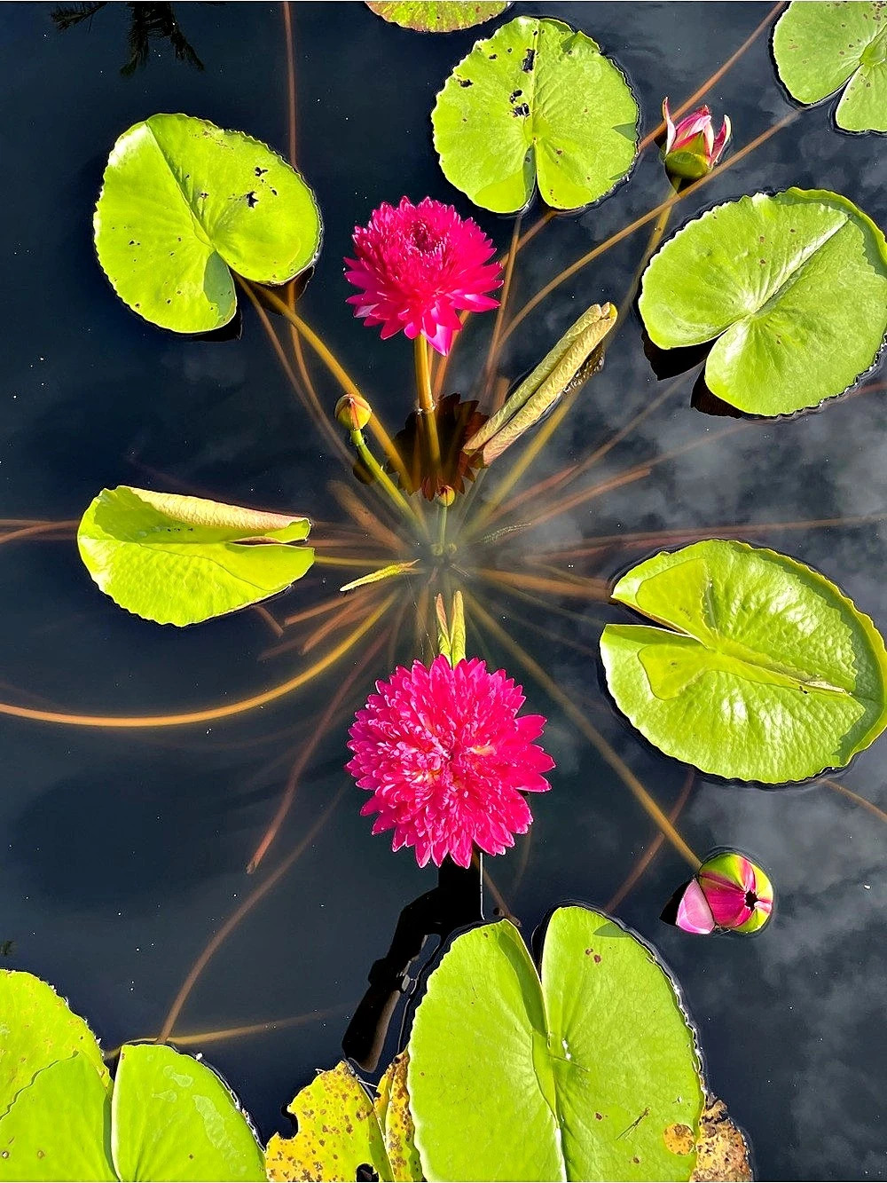 Water Lily Photography Print in Green & Pink
